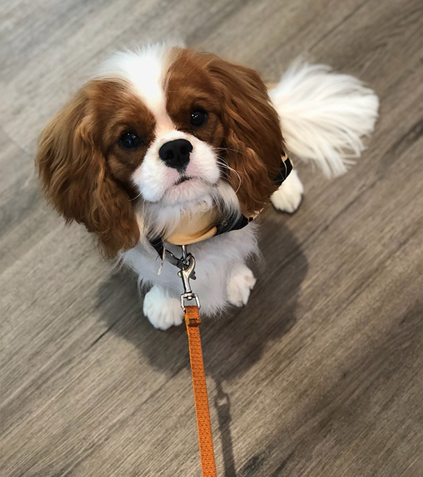 best cavalier king charles breeders