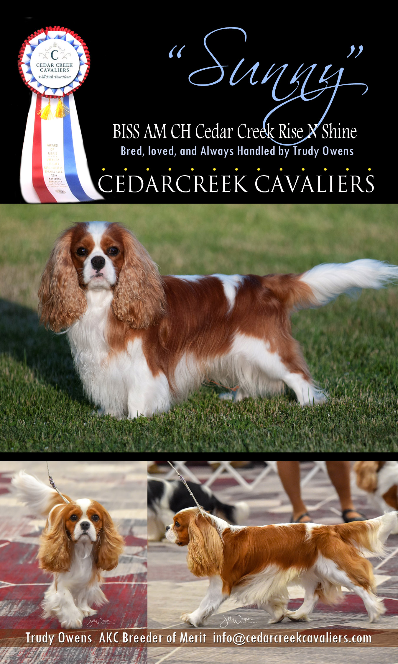 Cedar sales creek cavaliers