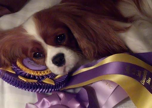 cedar creek cavaliers