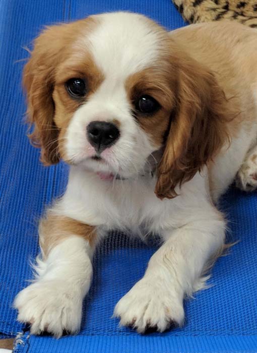 cedar creek cavaliers