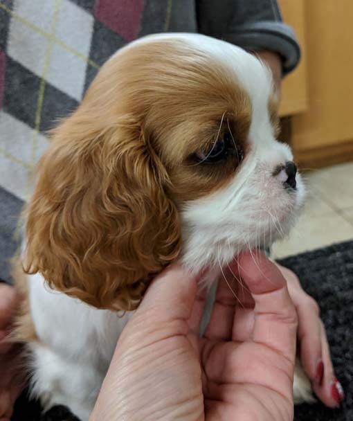 cedar creek cavaliers