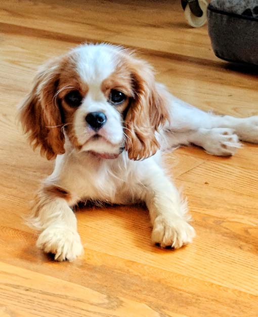 cedar creek cavaliers