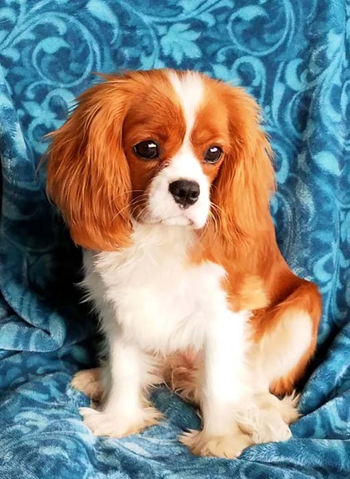 cedar creek cavaliers