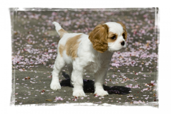 gemma5DC4A401-4357-B0F1-C98A-1E21CA7F9951.png