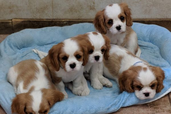 puppies12E5FE6E-70C4-D1EC-918E-3C0B8C7D84C2.jpg