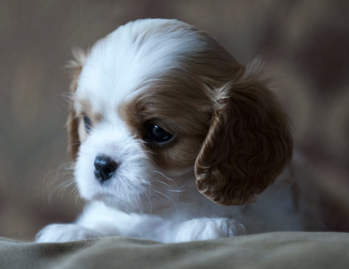 cedar creek cavaliers