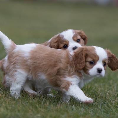 cedar creek cavaliers