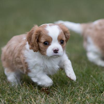 cedar creek cavaliers