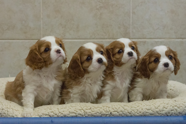 cedar creek cavaliers