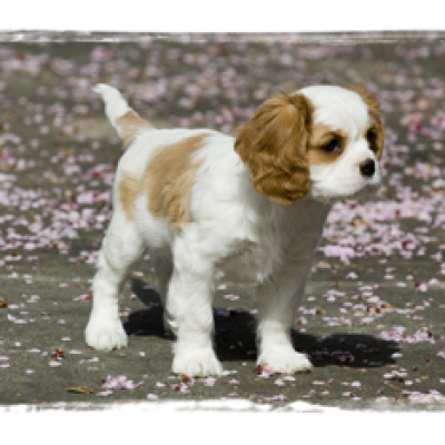 cedar creek cavaliers