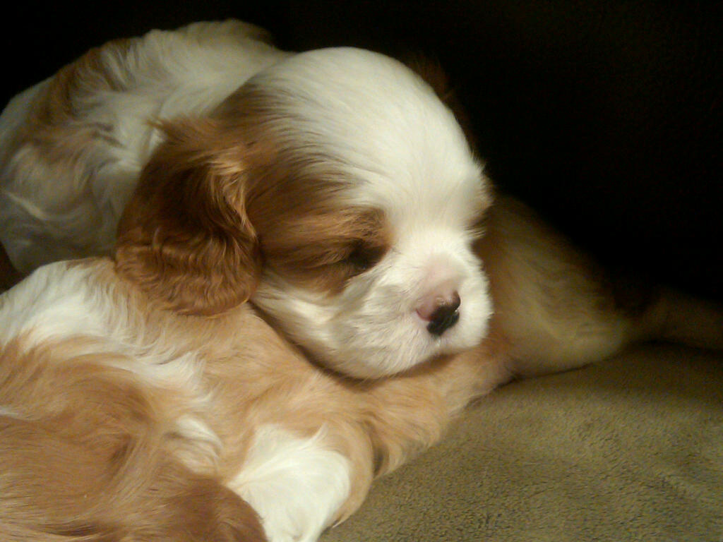 cedar creek cavaliers